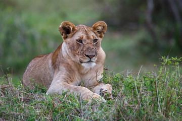 Lion - Masai Mara National Park - Kenya