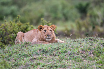Fototapeta na wymiar Lion - Masai Mara National Park - Kenya