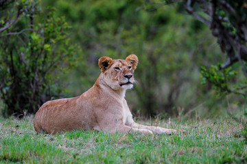 Lion - Masai Mara National Park - Kenya