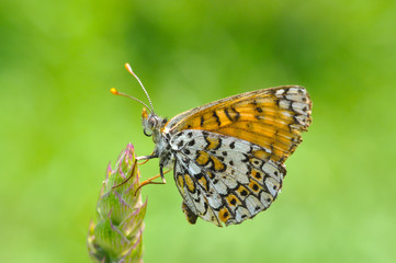 Fototapeta na wymiar Melitaea cinxia, Glanville Fritillary butterfly on wild flower. Colorful butterfly isolated on green meadow