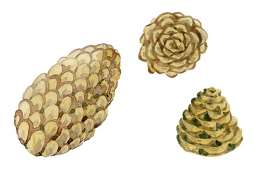 Fototapeta premium Watercolor hand-paint. Pine cone in three angles. Illustration isolated on white.
