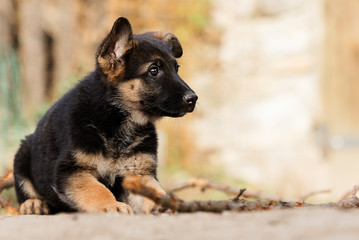 German Shepherd puppy outdoors