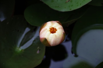 GIARDINO FIORITO