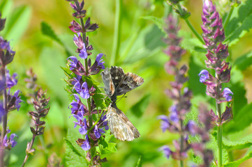 Couple skipper butterfly in grass. Carcharodus flocciferus, the tufted skipper or tufted marbled...