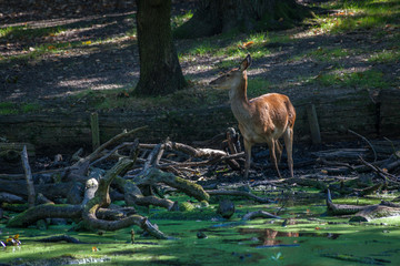 single young red deers standing by a pond