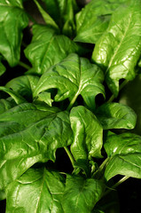 Organic spinach grows in the garden. Healthy food. Vegetarianism.