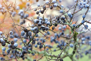 Sloe berries on a tree in month of Novemver. Prunus spinosa, Schlehe covered with ice