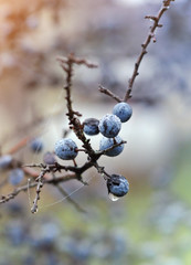 Sloe berries on a tree in month of Novemver. Prunus spinosa, Schlehe covered with ice