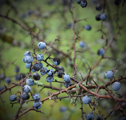 Sloe berries on a tree in month of Novemver. Prunus spinosa, Schlehe covered with ice