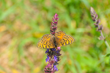 Melitaea didyma, Spotted Fritillary butterfly collects nectar on a wild flower 