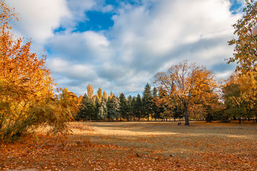 Fototapeta premium Autumn landscape, nature, park, outdoor, orange