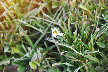 A fragile Daisy flower covered with ice. Winter background of frosty green grass in sun rays