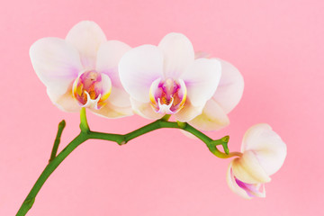 White flowers of phalaenopsis  on the pink background