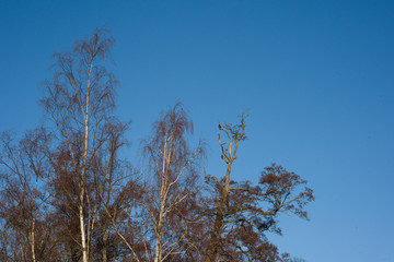 Park View at the island Drottningholm at first winterday in Stockholm