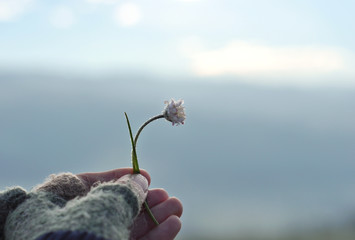 Girl with glove hand holding a beautiful white Daisy on the horizont. Beautiful tranquil nature...