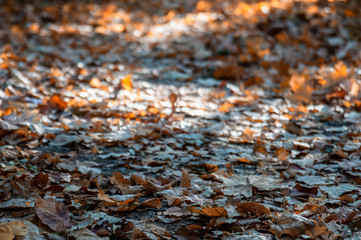 Autumn Park, Nature, Outdoor, orange