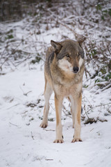 Wolf stehend frontal im Schnee Winter - Variante 2