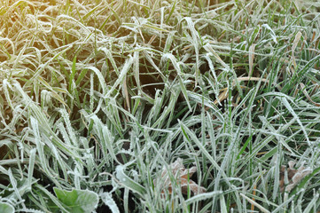 Winter background of frosty green grass in sun rays