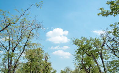 Tree and blue sky color with clouds background