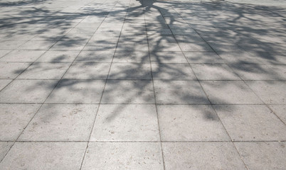 Tree shadow on the white concrete  blackground
