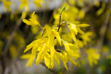 yellow flower