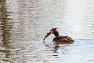 Great crested Grebe with fish - 235484705