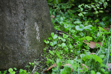 ivy on the wall