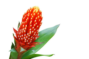 Red Bromeliad Flower Isolated on White Background