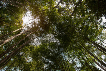 Looking up at green bamboo tree.
