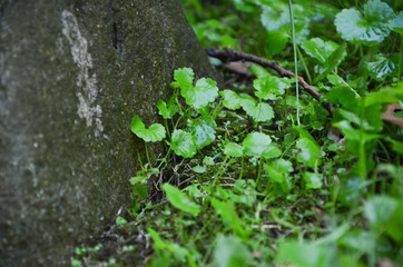green leaf with water drops