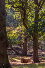 trees in a forest on a summer day with sunlight lighting the ground