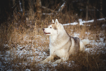 Profile portrait of gorgeous beige and white husky dog. Image of prideful Siberian husky lying in the withered grass.
