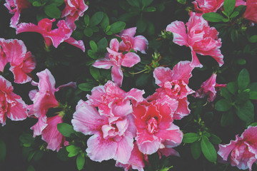 Blooming Pink Rhododendron, Azalea Flowers with Retro Filter Effect