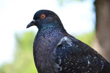 pigeon