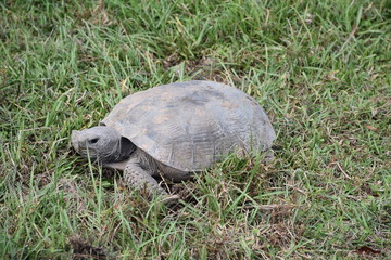 Florida Gopher Tortoise