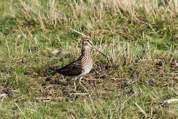 Common snipe (Gallinago gallinago)