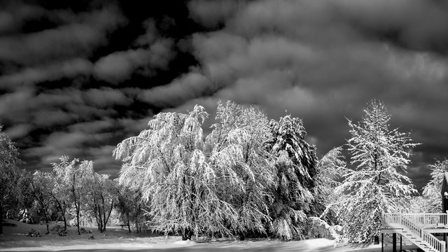 Snow Covered Trees