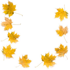 Autumn maple leaves isolated on white background. Fall concept with space for the text in the middle.