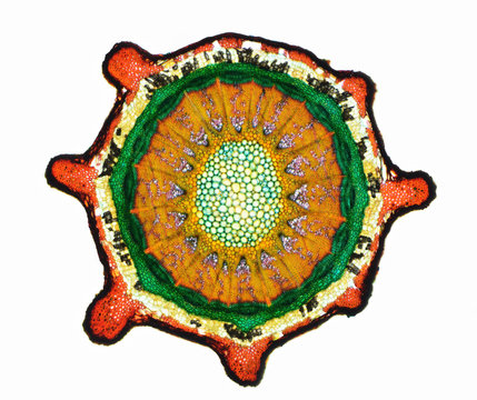 Cross section of a plant. Histological specimen