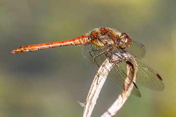 Common Darter Dragonfly - 235486742