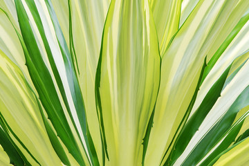 Fototapeta premium Leaves Foliage of Agave Plant as Natural Texture Background
