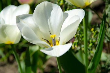 Fototapeta premium flower