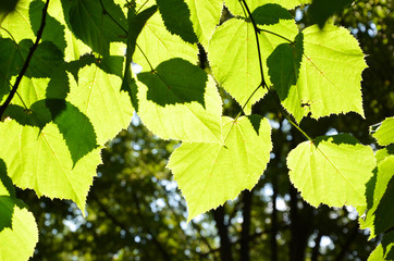 green leaves of a tree