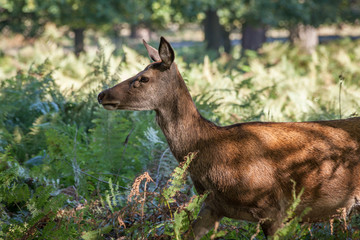 red deer walking through the grassland