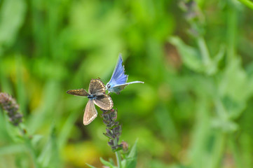 Common Blue or Polyommatus icarus, Small blue butterfly on wild flowers, natural habitat