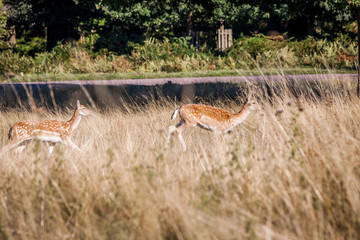 Fallow deer stanidng under the tree and looking at each others