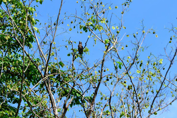 Indian roller