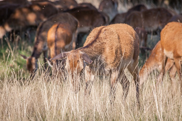 red deer grazing on dry grass on a hot summer day