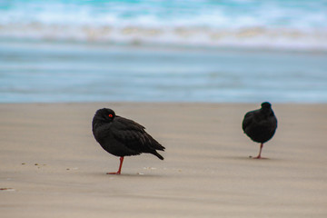 Variable oystercatcher at Sandfly Bay, Otago Peninsula, South Island, New Zealand
