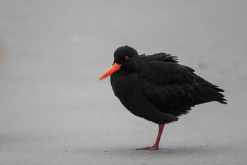 Variable oystercatcher at Sandfly Bay, Otago Peninsula, South Island, New Zealand